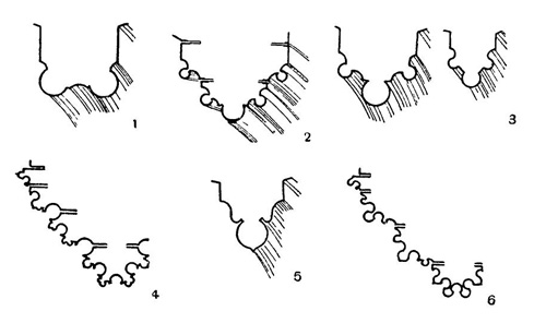 Профили нервюр: 1 — Шартр; 2 — Реймс; 3 — Амьен; 4 — Личфильд; 5 — Шартр; 6 — Солсбери